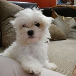 Looking to sell my new 6 week old maltese, boy or girl