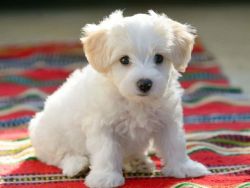 maltese puppies ready for rehoming
