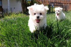 HOME RAISED MALTESE PUPPIES FOR REHOMING