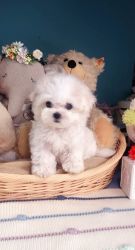 Maltese pups for adoption