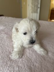 Adorable puppies for sale near Naperville