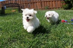 Super Adorable Maltese Puppies