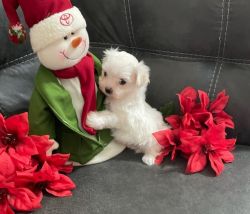 Precious Maltese Puppy available for Christmas