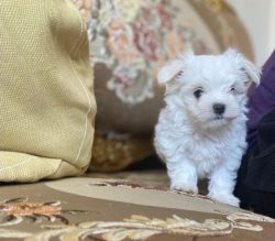now White Tea-Cup Maltese puppies Available.