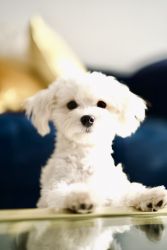 Maltese for sale 7 months