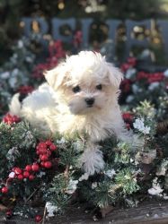 Gorgeous maltese puppies