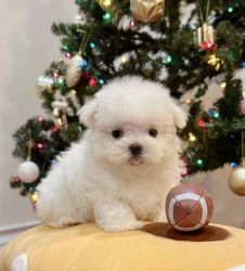 Maltese puppies available for rehoming