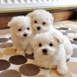 maltese Puppies ready For adoption