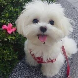 Gorgeous maltese puppy