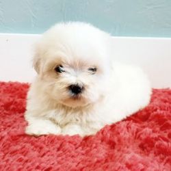 Cute and cudely Maltese Pups For Adoption