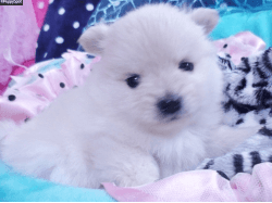 Maltese puppies ready for their forever home