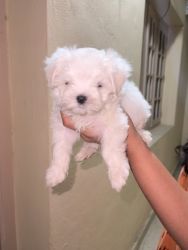 40 days old male Maltese puppy for sale