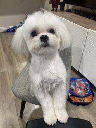 1 year old Maltese male pure breed