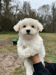 healthy Maltese for sale