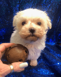 Healthy Maltese puppy for sale