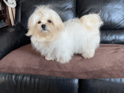 Fresh and beautiful Maltese for sell.