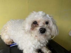 Male and Female Maltese dogs Need New Homes