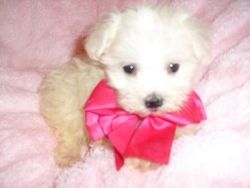 Healthy Maltese for rehoming