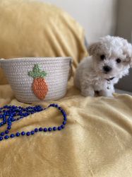 Charming x Maltese puppies now