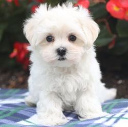 Maltese puppies for sale