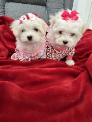 Beautiful, Quality & joyful Maltese puppies for sale