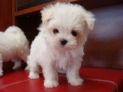FREE Maltese Puppies for GOOD HOMES