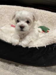 Maltese Puppies For sale