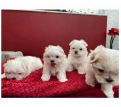Miniature Maltese Puppies Available