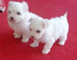 Sweet Maltese Pups