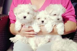 Pretty maltese pups