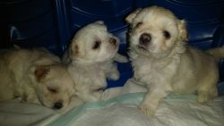 2 Maltese Mixed Small White Puppies - $1,100 (Pompano Beach)