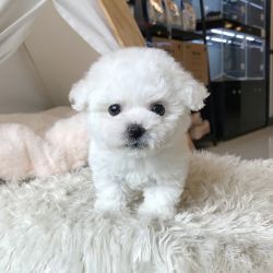 Teacup puppies for sale, Maltese and yorkie