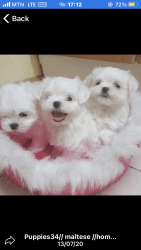 Lovely Maltese puppies available for sale