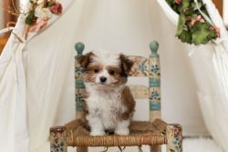 Female Toy Aussie X Maltese Puppy For Sale