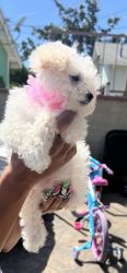 Toy Poodle. Girl