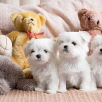 Pure tiny Maltese puppies
