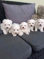 Gorgeous x Maltese puppies