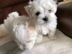 Adorable x Maltese puppies