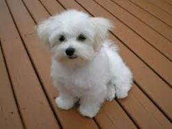 Cute Maltese for rehoming