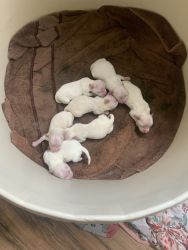 7 Maltese/ havenese puppies for sell