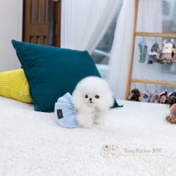 Teacup Pomeranian Puppies for Sale – (M/F) - $3,800