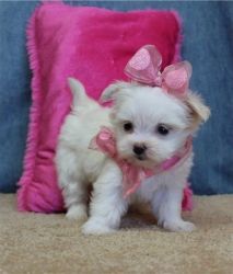Home Trained Maltese Puppy