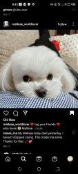 PLAYFUL TOY MALTESE ready NOW