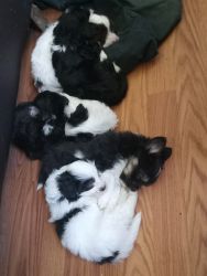 6 Maltese/ havanese puppies