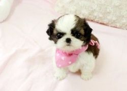 Male and Female Teacup Maltese puppies for Rehoming.