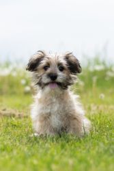 Male Designer Breed Toy Aussie X Maltese Puppy For Sale (Milo) Indiana