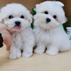 Awesome T-Cup Maltese Pup +1(4xx) xx5-1xx1