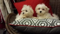 Two Teacup Maltese Puppies +1(4xx) xx5-1xx1