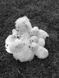 Male Maltese Puppies for sale