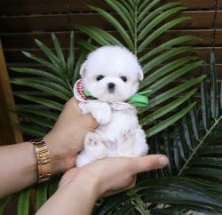 Maltese Puppies Now Ready